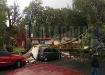 Árbol se desploma y derriba barda de kínder en Morelia