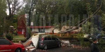 Árbol se desploma y derriba barda de kínder en Morelia