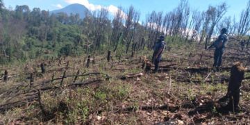 Capturan a responsable de grave ecocidio en Zitácuaro