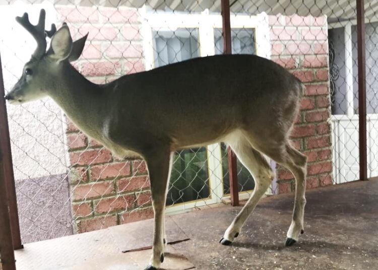 Rescatan a venado de cautiverio en casa de Taretán