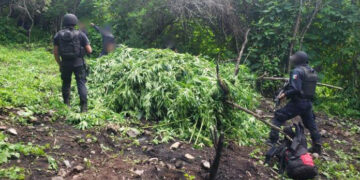 Destruye 2 mil plantas de marihuana en Charo
