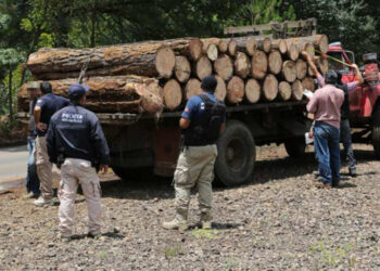 Descubren ecocidio y robo en Zirahuato, Zitácuaro