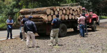 Descubren ecocidio y robo en Zirahuato, Zitácuaro