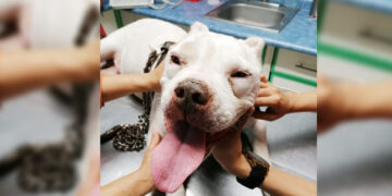 Aplicarán cerca de 830 mil dosis contra la rabia a perros y gatos