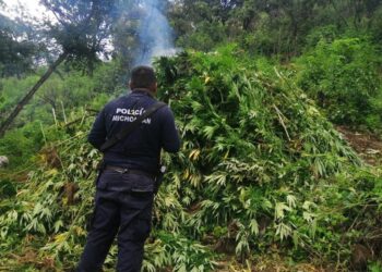 Destruyen 15 mil plantas de marihuana en Charo
