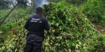 Destruyen 15 mil plantas de marihuana en Charo