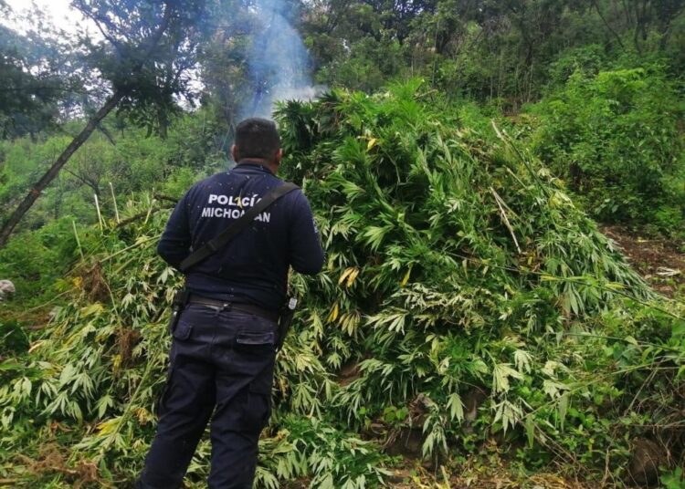 Destruyen 15 mil plantas de marihuana en Charo