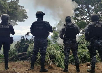 Destruyen plantío de marihuana en Tuzantla