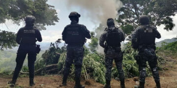 Destruyen plantío de marihuana en Tuzantla