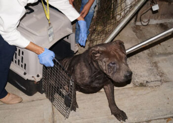 Rescatan a cuatro perros abandonados en Morelia