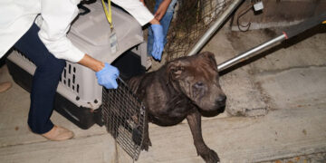 Rescatan a cuatro perros abandonados en Morelia