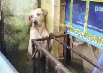 Aguacateros gana el primero de la gran final