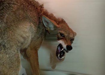 AMLO no dará seguridad a Aguililla… solo programas asistencialistas