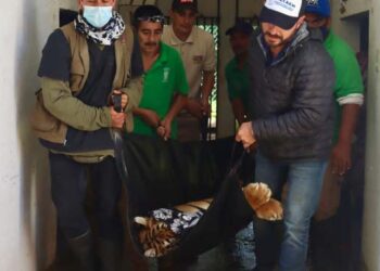 Reencuentran a Khloe y Aquiles, felinos rescatados del Ajusco