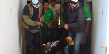 Reencuentran a Khloe y Aquiles, felinos rescatados del Ajusco