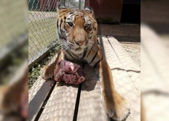 Productores cinematográficos buscan solución a incumplimientos de pagos