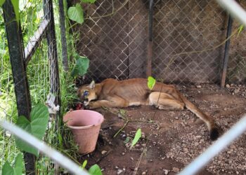 Rescatan a puma moribundo en “narcocampamento” abandonado en Benito Juárez