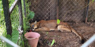 Rescatan a puma moribundo en “narcocampamento” abandonado en Benito Juárez
