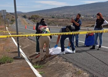 #Panindícuaro Localizan ejemplar de Puma sin vida sobre Autopista de Occidente
