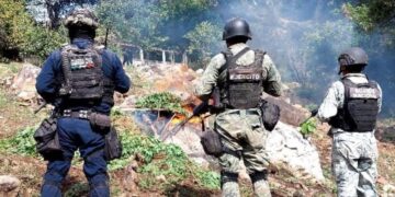 #Churumuco Localizan y destruyen tres plantíos de marihuana
