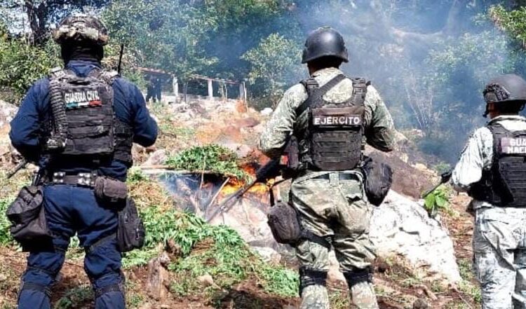 #Churumuco Localizan y destruyen tres plantíos de marihuana