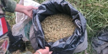 #Uruapan Durante operativo, GC SEDENA y GN localizan abandonada una bolsa con 10 kilos de marihuana