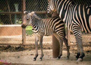 ¡Bienvenido a casa! Nace cebra de Grant en el Zoológico de Morelia!