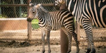 ¡Bienvenido a casa! Nace cebra de Grant en el Zoológico de Morelia!