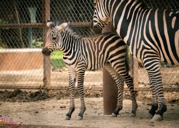 ¡Bienvenido a casa! Nace cebra de Grant en el Zoológico de Morelia!