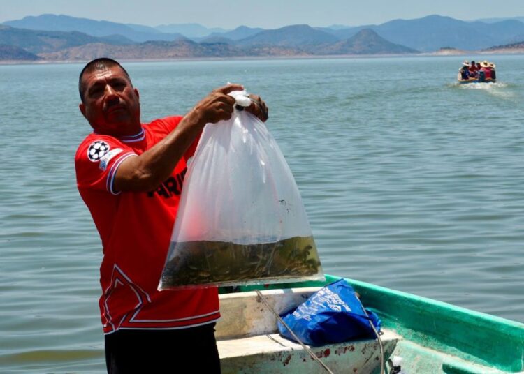 Siembra Compesca 150 mil tilapias para impulsar la economía en Churumuco