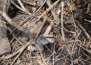 Suman 5 hallazgos de restos humanos en Zamora y Jacona