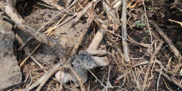 Suman 5 hallazgos de restos humanos en Zamora y Jacona