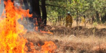 Atiende Gobierno de Michoacán incendio forestal en Nuevo Urecho
