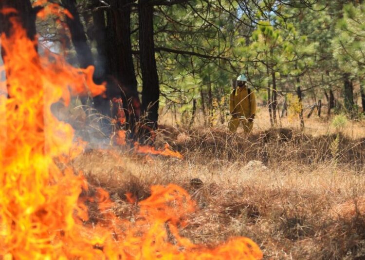 Atiende Gobierno de Michoacán incendio forestal en Nuevo Urecho