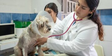 LICENCIATURA EN MEDICINA VETERINARIA Y ZOOTECNIA BUSCA REFRENDAR SU CALIDAD: ESTÁ EN PROCESO DE REACREDITACIÓN