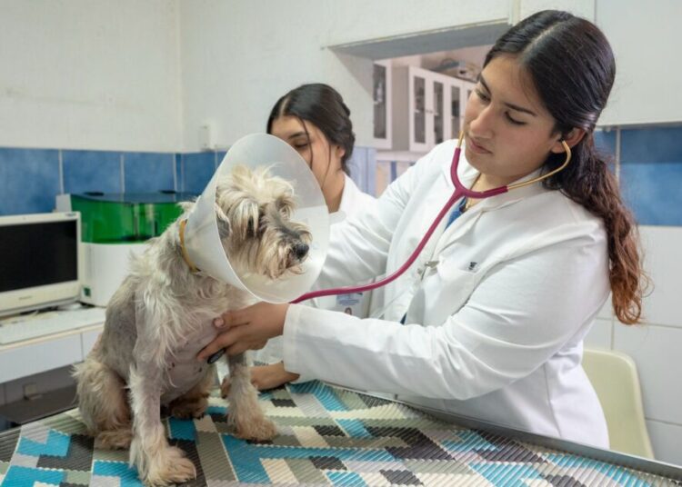 LICENCIATURA EN MEDICINA VETERINARIA Y ZOOTECNIA BUSCA REFRENDAR SU CALIDAD: ESTÁ EN PROCESO DE REACREDITACIÓN