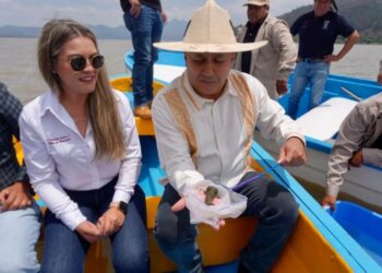 Gobierno de Michoacán siembra mil ejemplares de achoque en el lago de Pátzcuaro