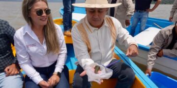 Gobierno de Michoacán siembra mil ejemplares de achoque en el lago de Pátzcuaro