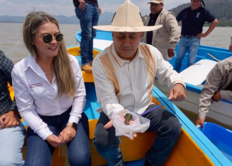 Gobierno de Michoacán siembra mil ejemplares de achoque en el lago de Pátzcuaro