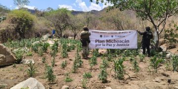 Destruyen plantío de marihuana en Huetamo
