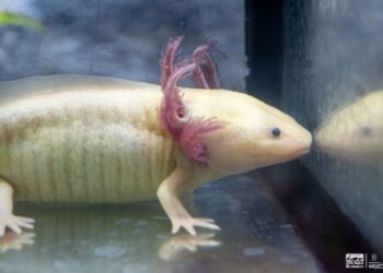 Zoológico de Morelia llevará ciencia para el rescate del ajolote a EE.UU.