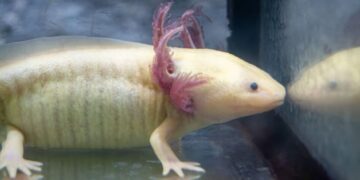 Zoológico de Morelia llevará ciencia para el rescate del ajolote a EE.UU.