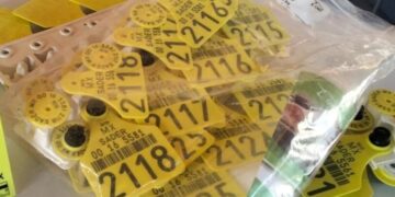 SSP brinda apoyo en cateos en Tzitzio; detenidas 4 personas