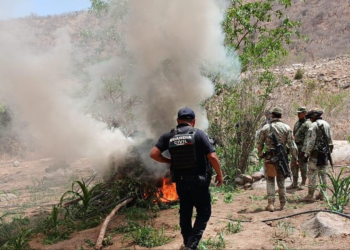 SSP y Defensa incineran 12 mil 600 plantas de marihuana