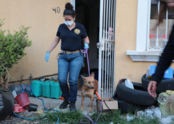 FGE rescata a perros en Morelia