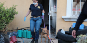 FGE rescata a perros en Morelia