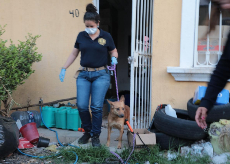 FGE rescata a perros en Morelia