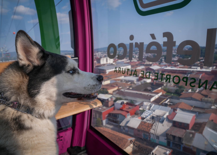 Gladyz Butanda invita a Jornada de Bienestar Animal en el teleférico de Uruapan