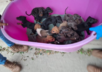 Catean “casa del horror” en Marcos Castellanos; rescatan 124 animales maltratados.