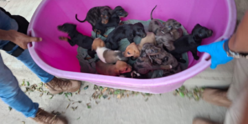 Catean “casa del horror” en Marcos Castellanos; rescatan 124 animales maltratados.